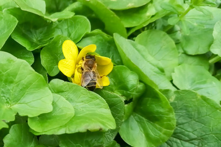 There is a bee on a yellow flower. A young bee collects pollen from a yellow flower. spring work of bees to collect pollen.の写真素材