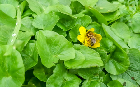 There is a bee on a yellow flower. spring work of bees to collect pollen. A young bee collects pollen from a yellow flower.の写真素材