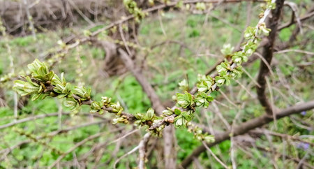 A branch of sea buckthorn in early spring. A young branch with many buds blooming. buds on the sea buckthorn.の写真素材