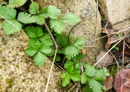 wild strawberries. ornamental strawberry bushes. decorative strawberries are woven on bricks.の写真素材