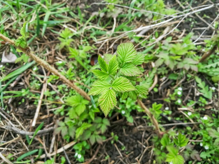Young raspberry leaves in the spring. Raspberry leaves are blooming. the first young branches on cultivated bushes. Care for raspberries in the spring.の写真素材
