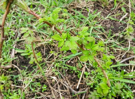 Young raspberry leaves in the spring. Care for raspberries in the spring. Raspberry leaves are blooming. the first young branches on cultivated bushes.の写真素材
