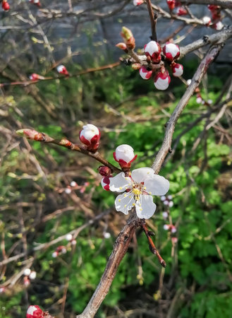 Apricot blossoms in spring. The first flowers bloom on the fruit tree. Sakura is the spring flowering of trees.の写真素材