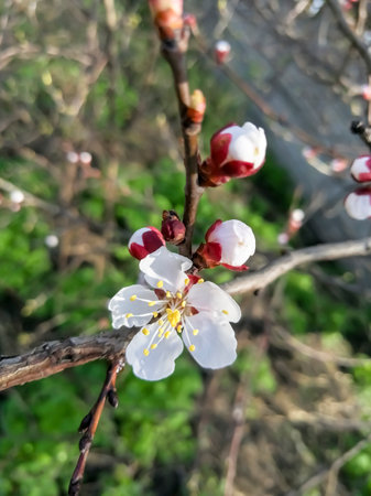 Apricot blossoms in spring. The first flowers bloom on the fruit tree. Sakura is the spring flowering of trees.の写真素材