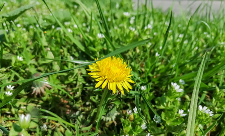Dandelion among the green grass. A dandelion bloomed on the lawn. The first dandelion of the year. Spring flowers are useful dandelions with a yellow bud.の写真素材