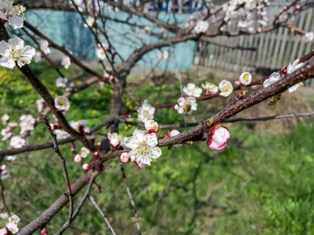 Beautiful flowering of the fruit tree. Apricot flowers bloomed in the garden. Apricot blossoms. Sakura is the flowering of trees.の写真素材