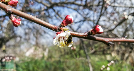 Apricot branch in flowers. Flowers bloomed on a branch of the fruit tree in April. Apricot blossoms.の写真素材