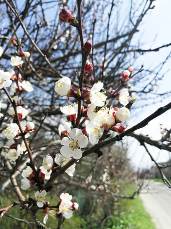 Beautiful flowers bloomed on the apricot tree. Apricot blossoms. In April, flowers bloomed on the fruit tree.の写真素材