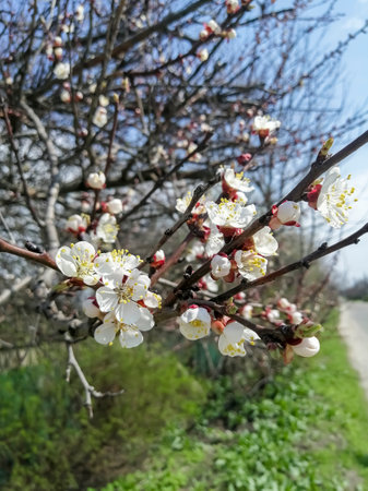 Beautiful flowers bloomed on the apricot tree. Apricot blossoms. In April, flowers bloomed on the fruit tree.の写真素材