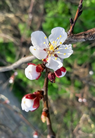 Flowering of apricots. The fruit tree blooms in early spring. Flowers bloomed on apricots in April.の写真素材