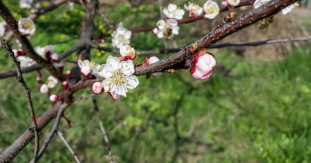 Flowering of apricots. The fruit tree blooms in early spring. Flowers bloomed on apricots in April.の写真素材