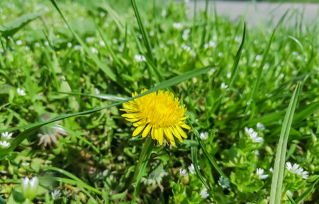 The first, spring dandelion. spring flowers on the lawn. A dandelion bloomed among the wildflowers. beautiful yellow flower.の写真素材