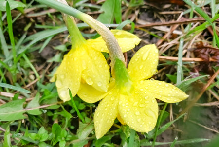 Daffodil flowers are covered with raindrops. spring daffodils in the rain. Beautiful, yellow daffodils in small drops of water.の写真素材