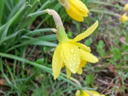 Daffodil flowers are covered with raindrops. spring daffodils in the rain. Beautiful, yellow daffodils in small drops of water.の写真素材