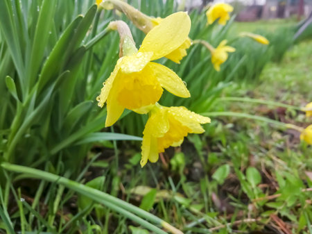 Daffodil flowers are covered with raindrops. spring daffodils in the rain. Beautiful, yellow daffodils in small drops of water.の写真素材