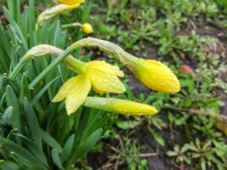 Daffodil flowers are covered with raindrops. Beautiful, yellow daffodils in small drops of water. spring daffodils in the rain.の写真素材