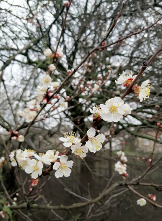 The apricot tree blooms in the spring. A branch with apricot flowers. A flowering fruit tree.の写真素材