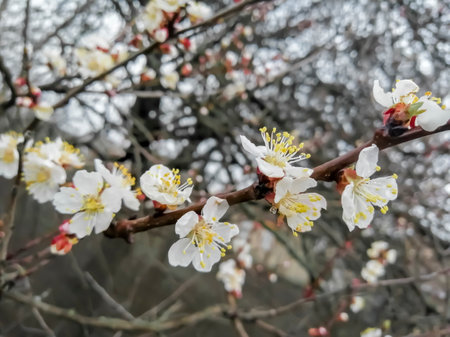 The apricot tree blooms in the spring. A branch with apricot flowers. A flowering fruit tree.の写真素材