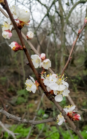 Spring flowering of the apricot tree. Beautiful flowers on the fruit tree. Apricot blooms in early spring. Open apricot buds.の写真素材