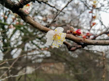 The apricot tree blooms in the spring. A flowering fruit tree. A branch with apricot flowers.の写真素材