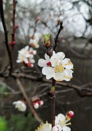 The apricot tree blooms in the spring. A flowering fruit tree. A branch with apricot flowers.の写真素材