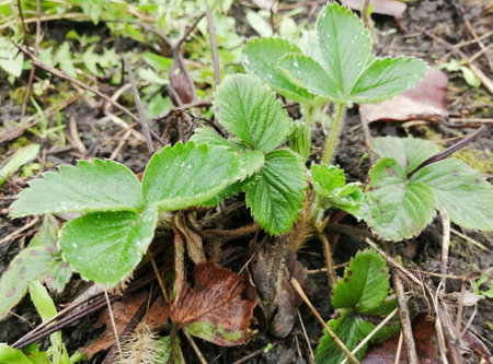 Young strawberry bushes in the spring. Strawberry development in early spring. green strawberry leaves need fertilization. Uhad for strawberries in the garden.の写真素材