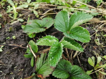 Young strawberry bushes in the spring. Uhad for strawberries in the garden. Strawberry development in early spring. green strawberry leaves need fertilization.の写真素材