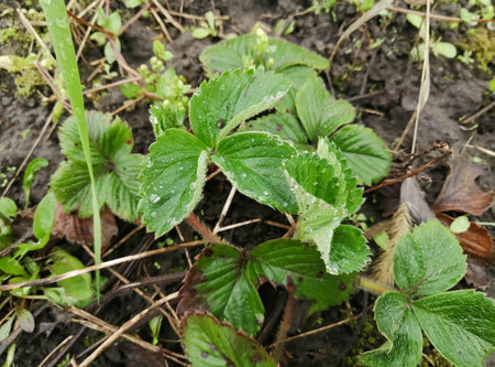 Young strawberry bushes in the spring. Strawberry development in early spring. green strawberry leaves need fertilization. Uhad for strawberries in the garden.の写真素材