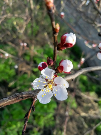 Flowers on apricots. The fruit tree blooms in early spring. beautiful flowers on apricots.の写真素材
