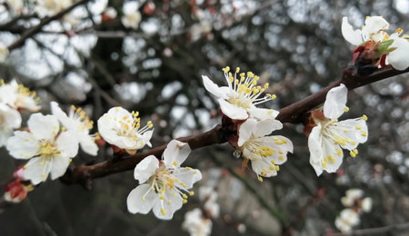 Spring flowers bloomed on the fruit tree. In the spring, the apricot began to bloom. Beautiful flowers on an apricot tree.の写真素材