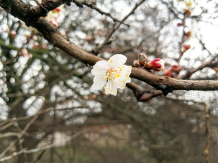 Spring flowers bloomed on the fruit tree. In the spring, the apricot began to bloom. Beautiful flowers on an apricot tree.の写真素材