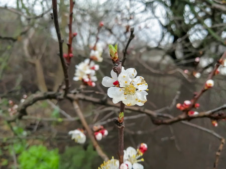 Spring flowers bloomed on the fruit tree. In the spring, the apricot began to bloom. Beautiful flowers on an apricot tree.の写真素材