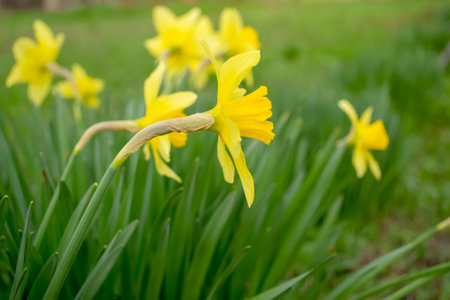 Yellow daffodils in early spring. Daffodil flowers bloomed in the flower bed. Yellow daffodils stand out brightly in the green grass.の写真素材