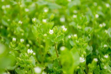 art photo is out of focus - white flowers in the grass. Small white flowers close-up. lawn plants with small flowers.の写真素材
