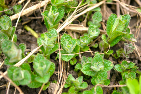 Young peppermint climbed out of the ground in early spring. Lemon balm sprouted in the spring in the garden. Cultivation of pepper lemon balm,の写真素材