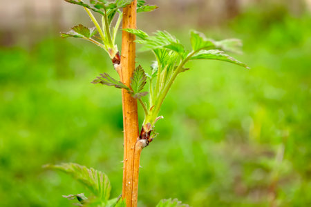 young leaves on old raspberry branches. leaves Young appear on last year's raspberries. The first spring leaves of raspberries.の写真素材