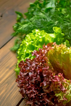 Lettuce leaves are red and green, parsley and dill lie in a row. Useful spring crops for food.の写真素材