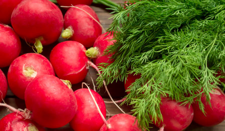 Delicious radishes lie next to dill. Lots of bright radishes and dill for salad. Healthy vegetables in the spring for a vitamin salad.の写真素材