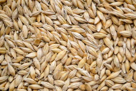 Seeds are living in the background photo. Lots of wheat seeds to sow. Planting material - seeds of zhita and wheat.の写真素材