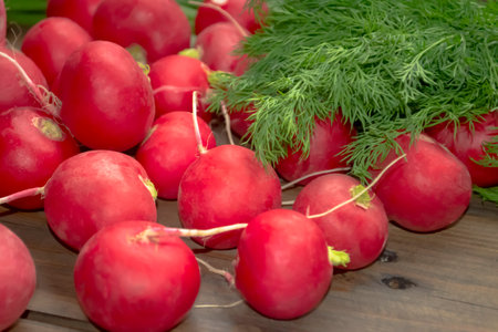 Delicious radishes lie next to dill. Lots of bright radishes and dill for salad. Healthy vegetables in the spring for a vitamin salad.の写真素材