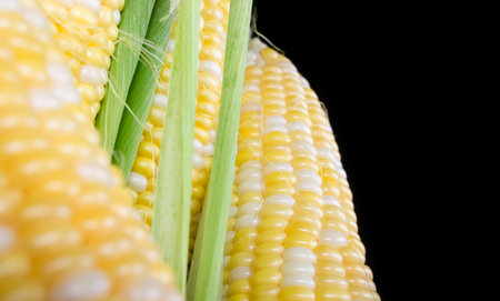 Corn on a black background. colored corn. Heads of corn with white and yellow grains on a black background.の写真素材