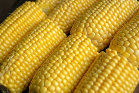 Heads of corn lie in a row. Cooking corn. Halves of corn for cooking. yellow corn. sugar heads.の写真素材