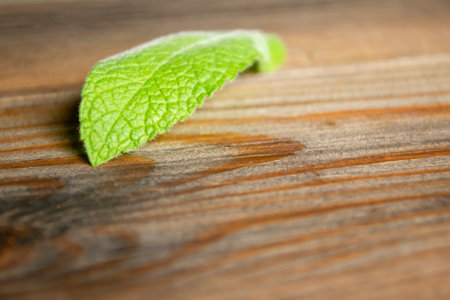 A mint leaf lies on a wooden table. There is one green mint leaf on the table. Green lemon balm is a leaf on the table.の写真素材