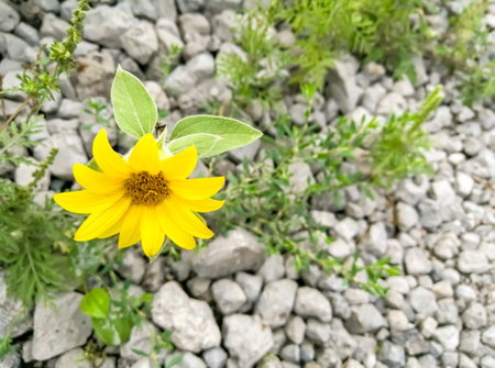 A miniature sunflower grows on stones. A flower that looked like a sunflower grew on the road. A small sunflower with yellow petals among gray stones.の写真素材