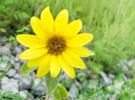 A miniature sunflower grows on stones. A flower that looked like a sunflower grew on the road. A...