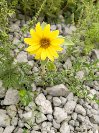 A miniature sunflower grows on stones. A flower that looked like a sunflower grew on the road. A small sunflower with yellow petals among gray stones.の写真素材