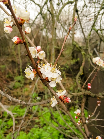 Spring flowers bloomed on the fruit tree. In the spring, the apricot began to bloom. Beautiful flowers on an apricot tree.の写真素材