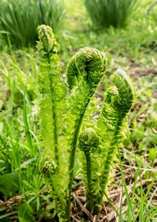 Young fern grows in early spring. Fern leaves unwind slowly in spring. The first leaves of fern in the garden. spring crops.の写真素材