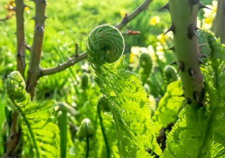 Young fern grows in early spring. Fern leaves unwind slowly in spring. The first leaves of fern in the garden. spring crops.の写真素材