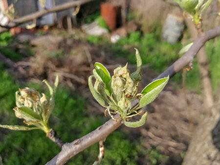 Young flower buds on a pear. On the fruit tree young buds in the spring. The inflorescences on the pear have not yet bloomed.の写真素材